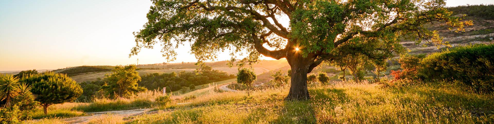Banner Bijzondere overnachten